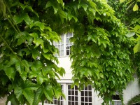 /album/photos-jardins-et-village/fa%c3%a7ade-interieur-vigne-vierge-jpg/